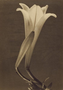 Tina Modotti, No.1, 1925, Getty