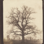 An Oak Tree in Winter, Fox Talbot, 1842, Getty 