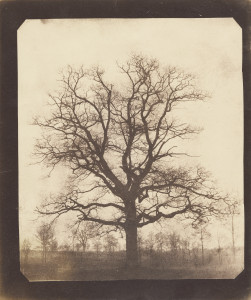 oak tree winter photo