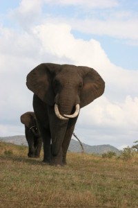 At the Elephant Encounter